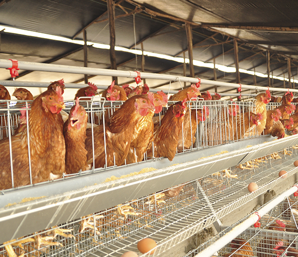 Alambres Galvanizados con III Capa de Zinc