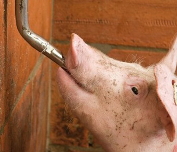 Chupones para Porcinos