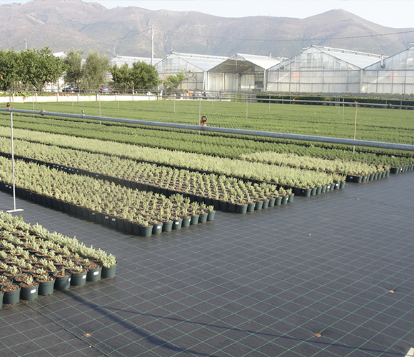 Ground Cover ó Agritela