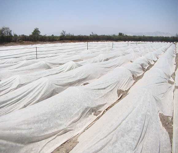 Manta Térmica: Agrivelo