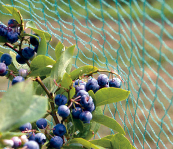 Antipájaro : Bio Bird